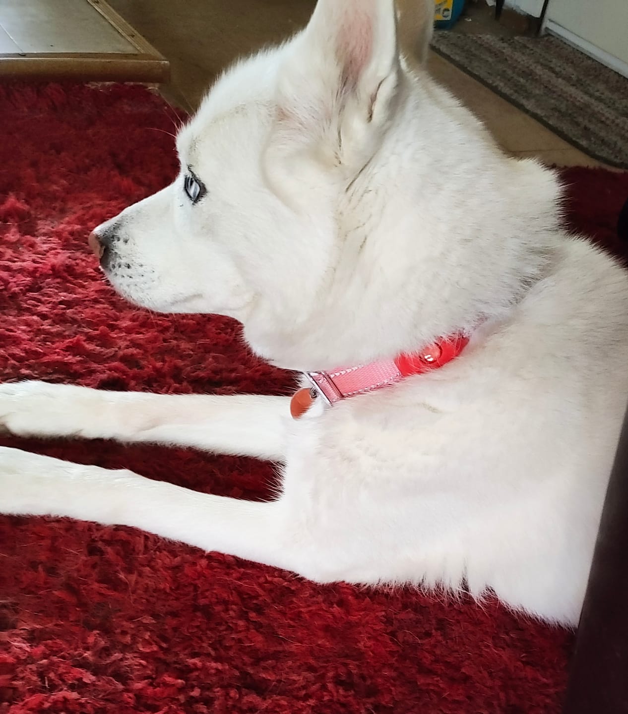 Customer photo review of FurLife Shipping Protection