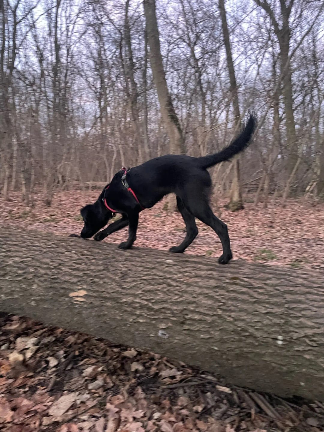 Customer photo review of Tactical Adjustable Breathable Dog Harness for Medium Large Dog