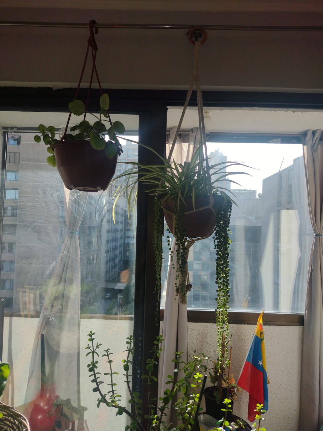 Customer photo review of Sustrato Premium Jardines y Huertos