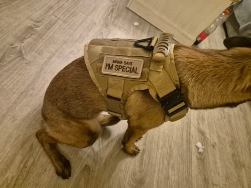 Customer photo review of Military Large Dog Tactical Harness Training Pet Vest