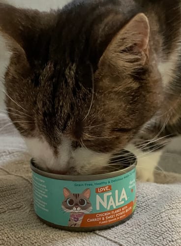 Customer photo review of Chicken Flaked With Carrot & Sweet Potato Recipe Dinner In Broth Adult Cat Food, 2.8-oz