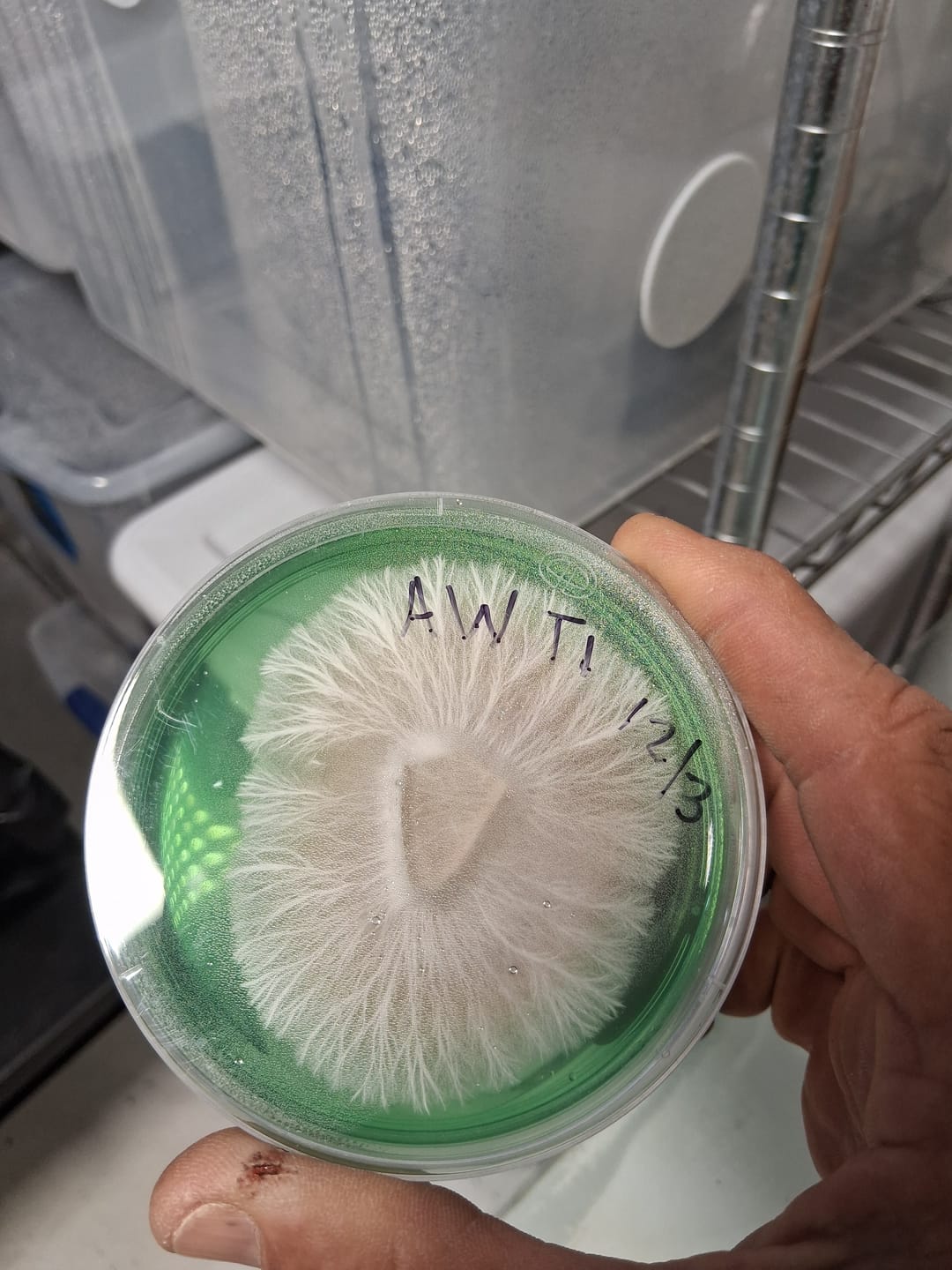 Customer photo review of Premium Sterilized Malt Extract Agar Plates - 10 Pack