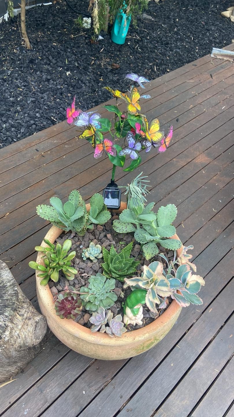 Customer photo review of Bulk Mixed Succulent Value Packs