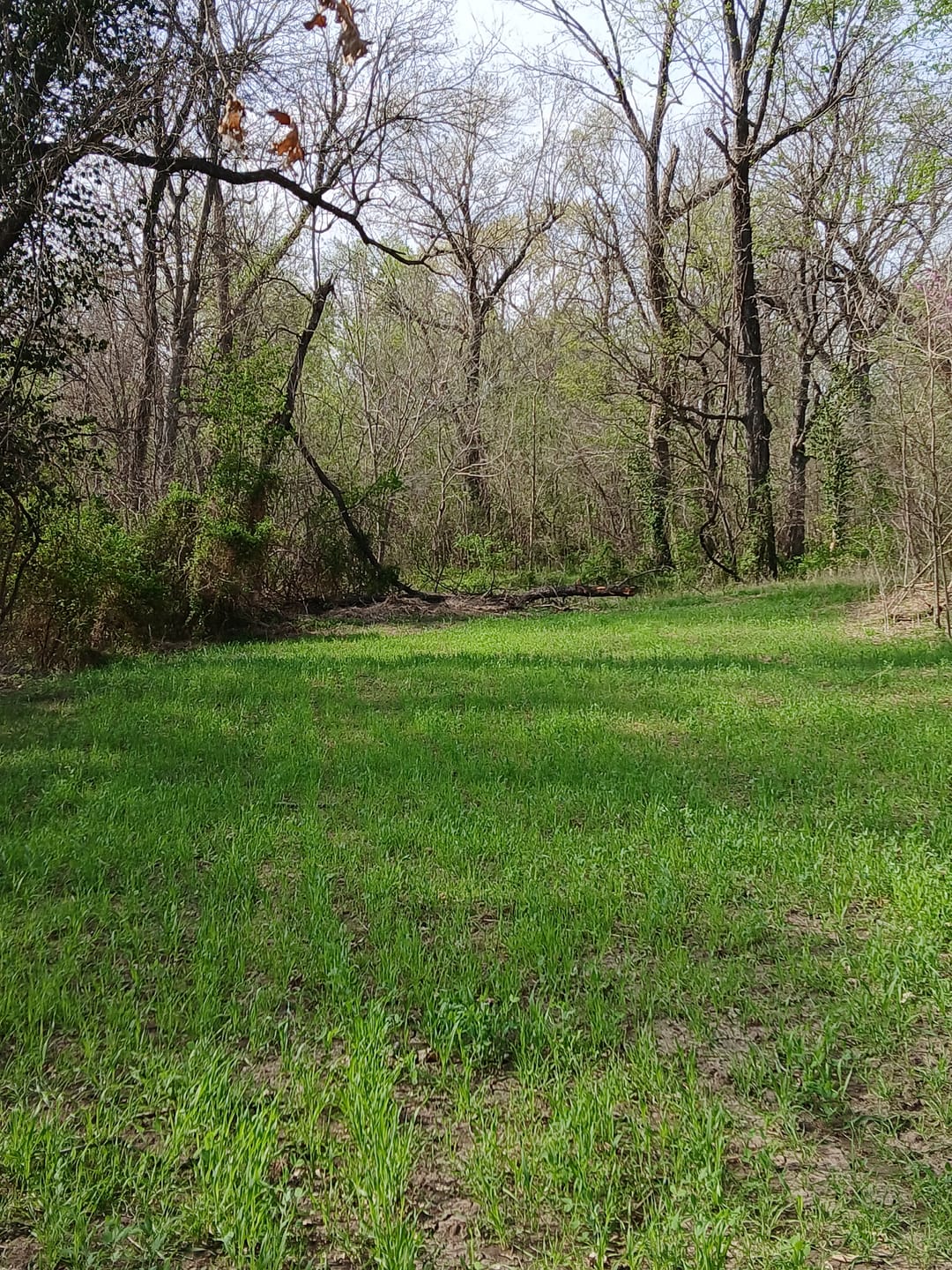 Customer photo review of Winter Rye Food Plot Seed