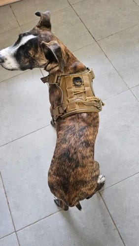 Customer photo review of Tactical Adjustable Breathable Dog Harness for Medium Large Dog