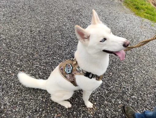 Customer photo review of Military Large Dog Tactical Harness Training Pet Vest