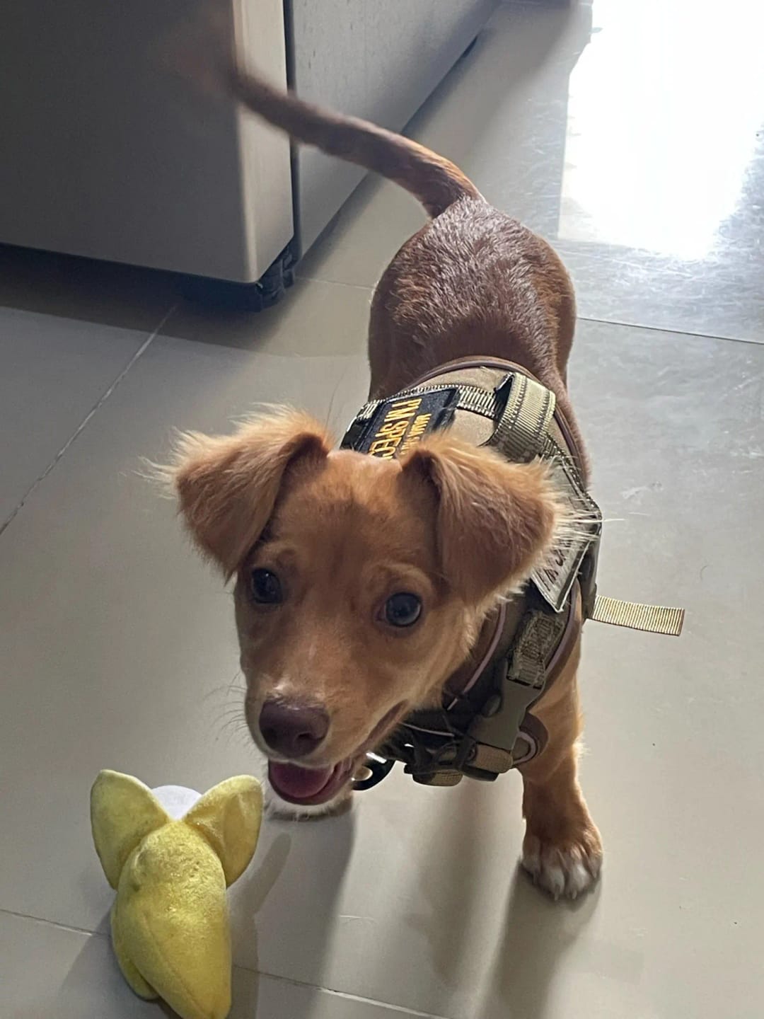 Customer photo review of Outdoor Training Tactical Dog Harness for Small Dogs