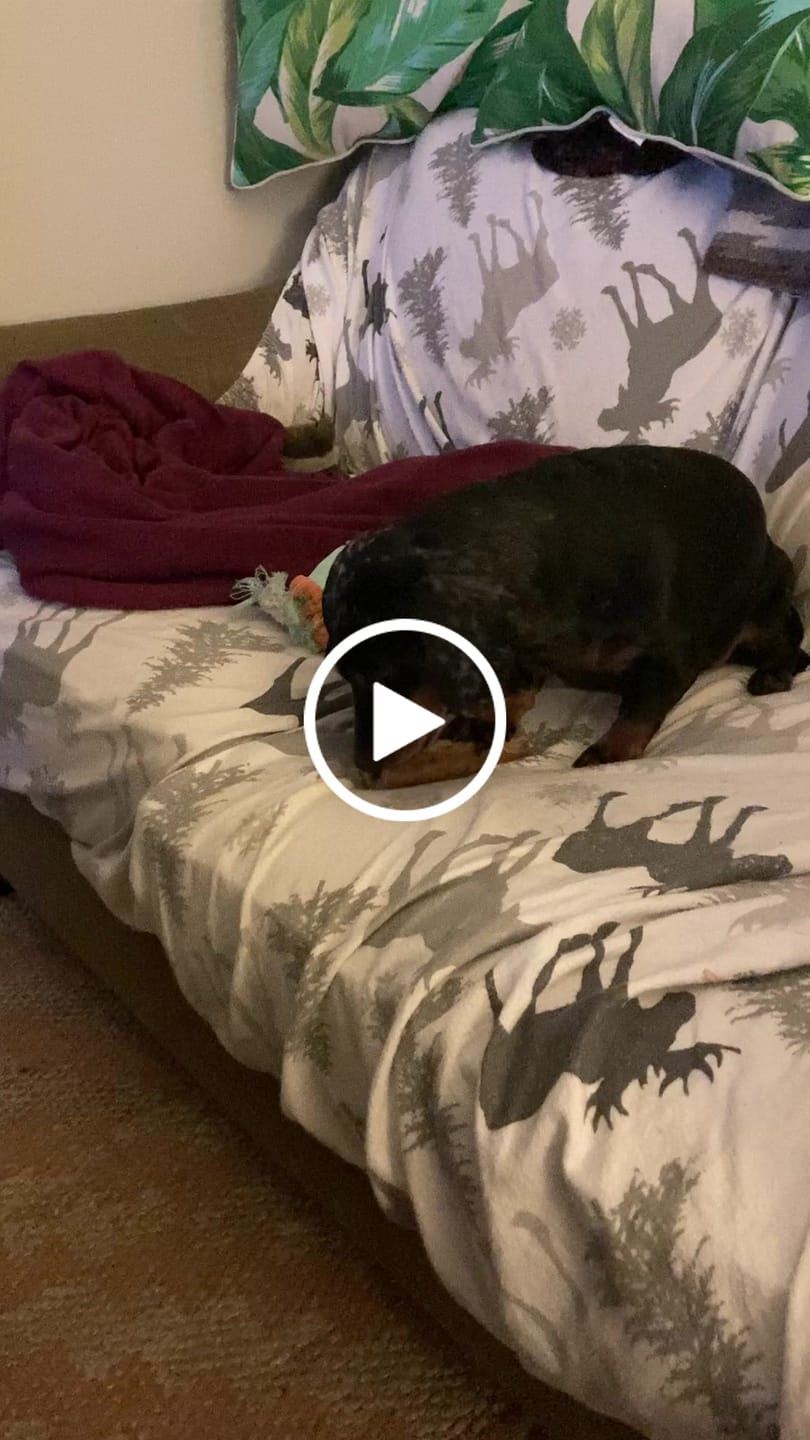 Customer video review of Ostrich Chunky Bones (4" x 2" - 2 Pack): The Long-Lasting, Flavor-Packed Bones for Small to Medium Dogs