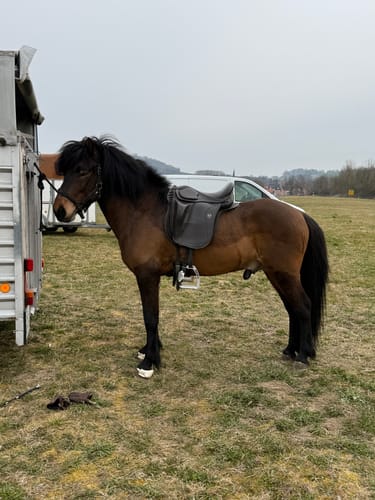 Customer photo review of Strotonin Horse Support