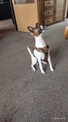 Customer photo review of Tactical Adjustable Breathable Dog Harness for Medium Large Dog