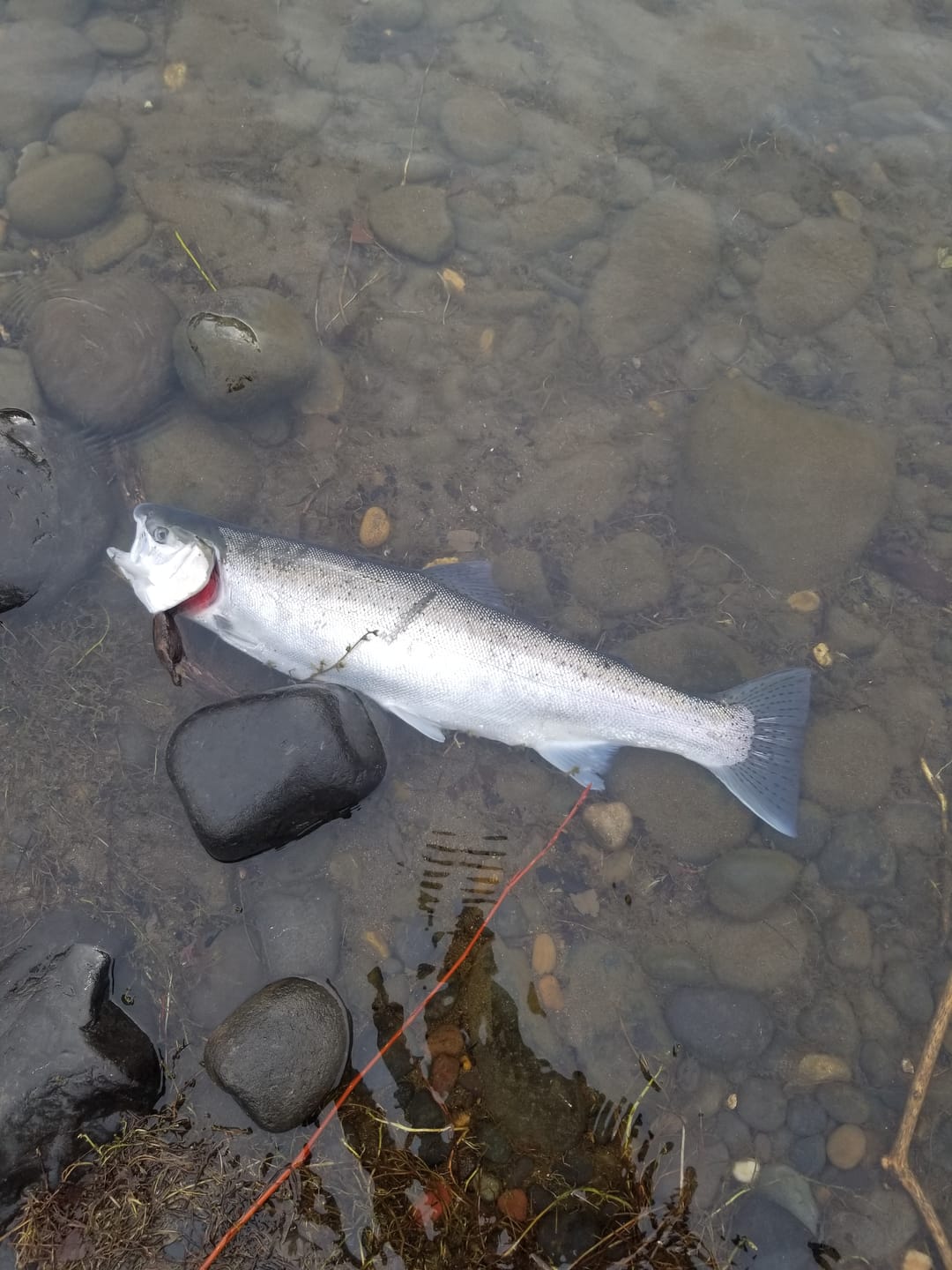 Customer photo review of Stealth STX Floats