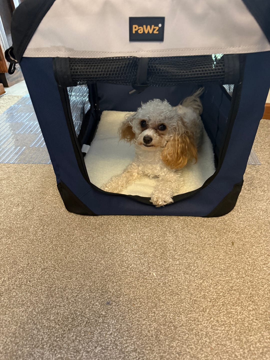 Customer photo review of Pawz Pet Carrier
