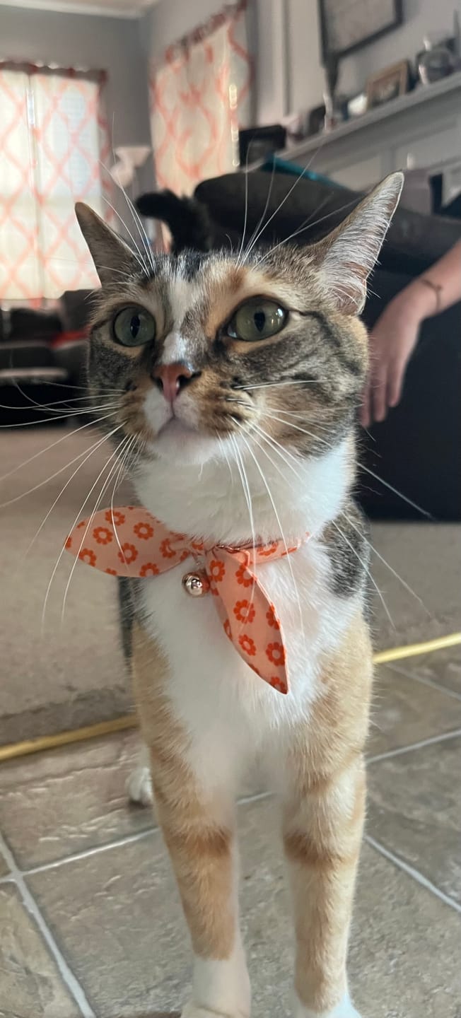 Customer photo review of Pastel Orange Retro Daisy Bow Cat Collar