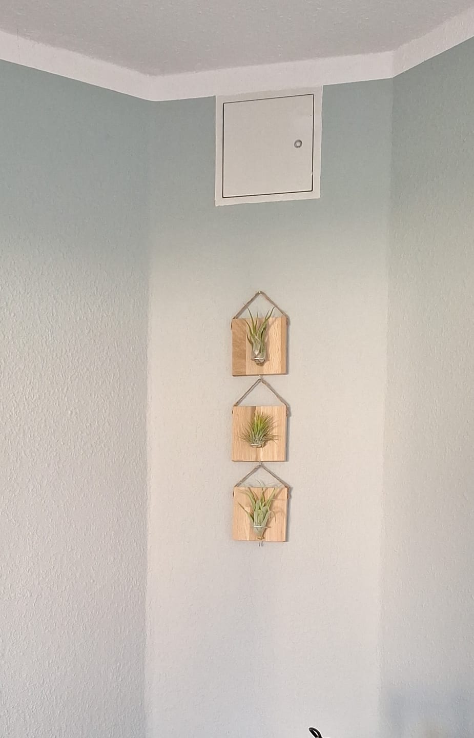 Customer photo review of Tillandsien Kachel - hängend