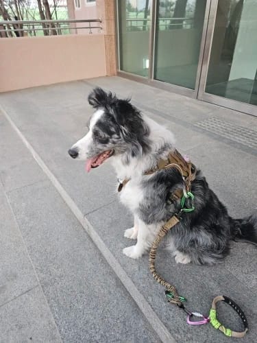 Customer photo review of Tactical Adjustable Breathable Dog Harness for Medium Large Dog