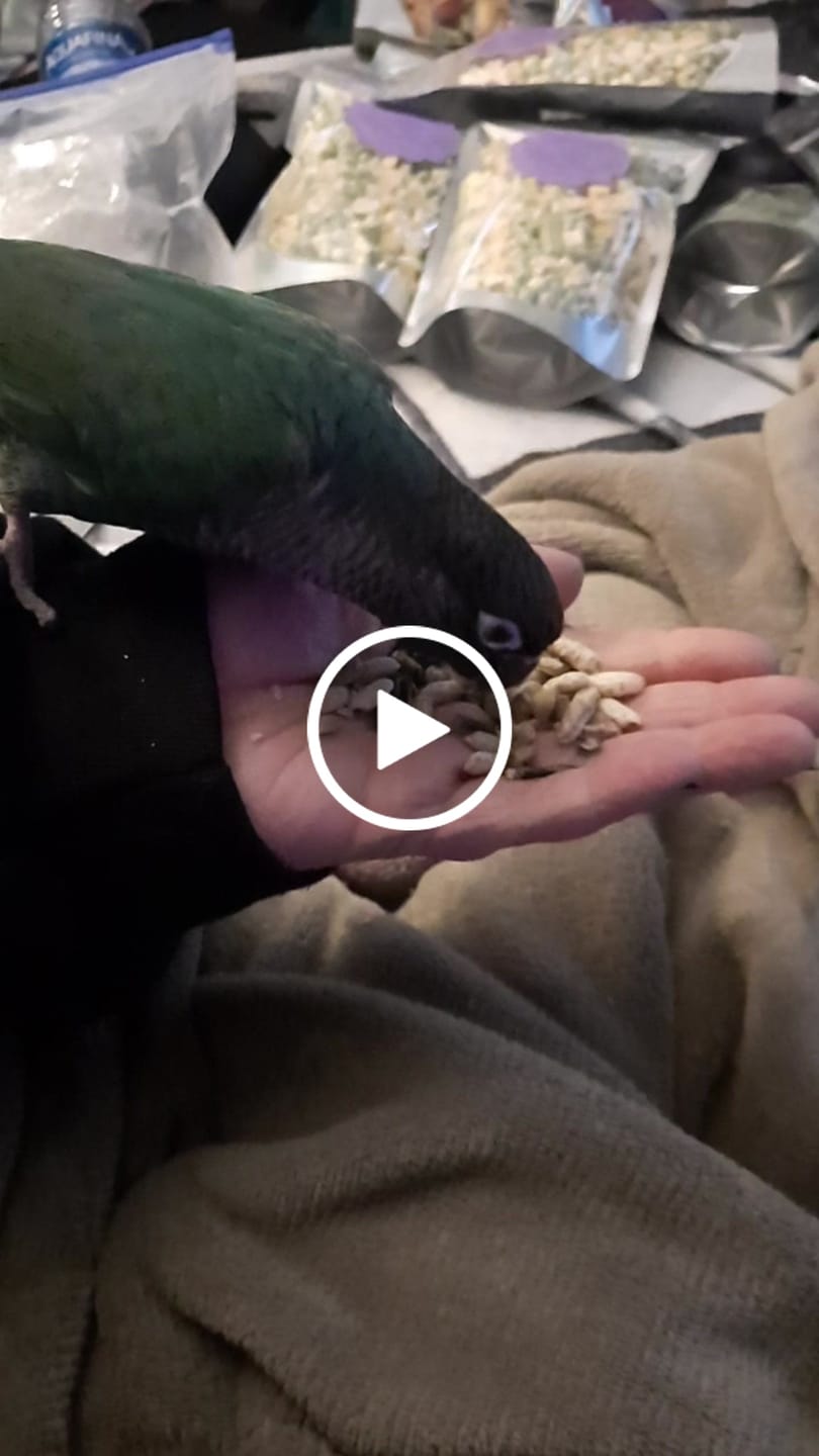 Customer video review of Whole Balance by Bird Bites - Cooked & Freeze Dried Grains & Legumes