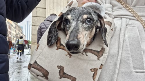 Customer photo review of Borsa Cotone Panama Bassotto