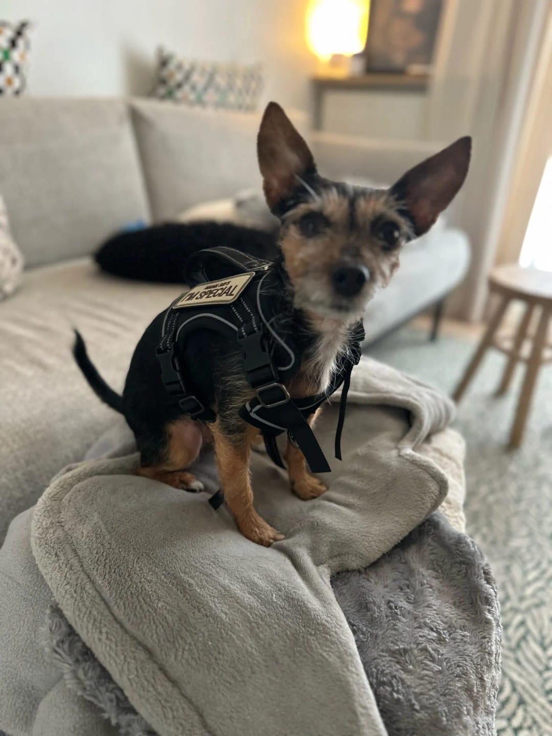 Customer photo review of Outdoor Training Tactical Dog Harness for Small Dogs