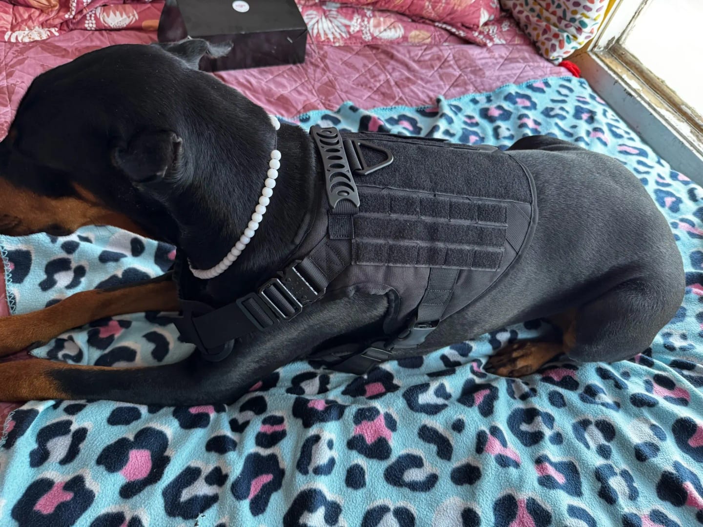 Customer photo review of Military Large Dog Tactical Harness Training Pet Vest