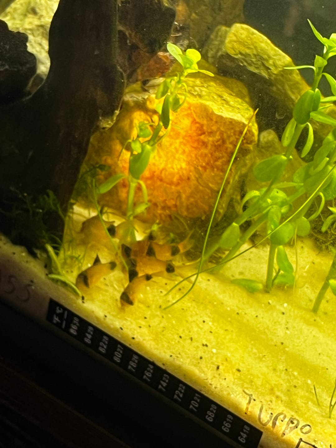 Customer photo review of Panda Cory Catfish