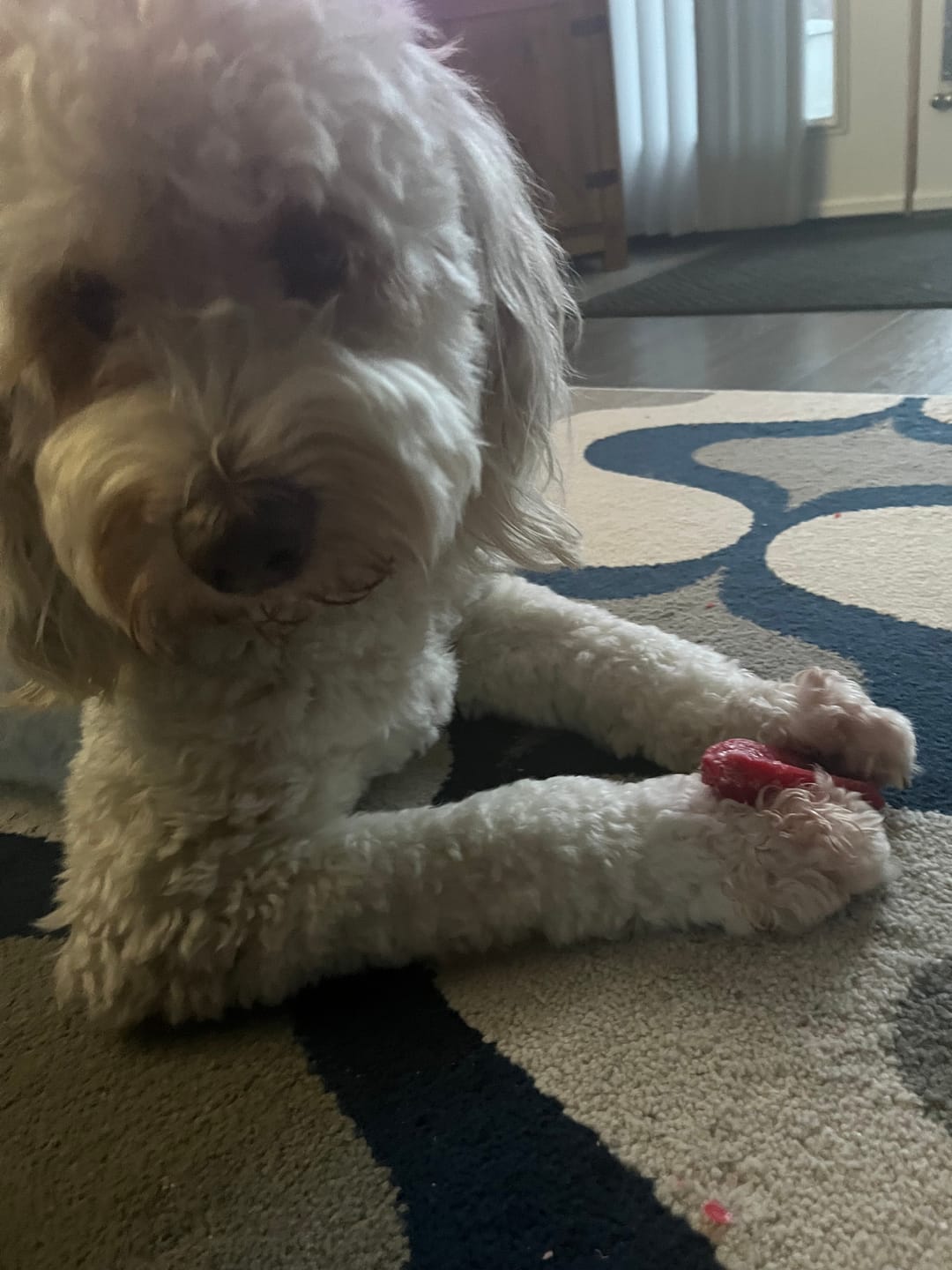 Customer photo review of Mint Himalayan Yak Chew (MEDIUM)