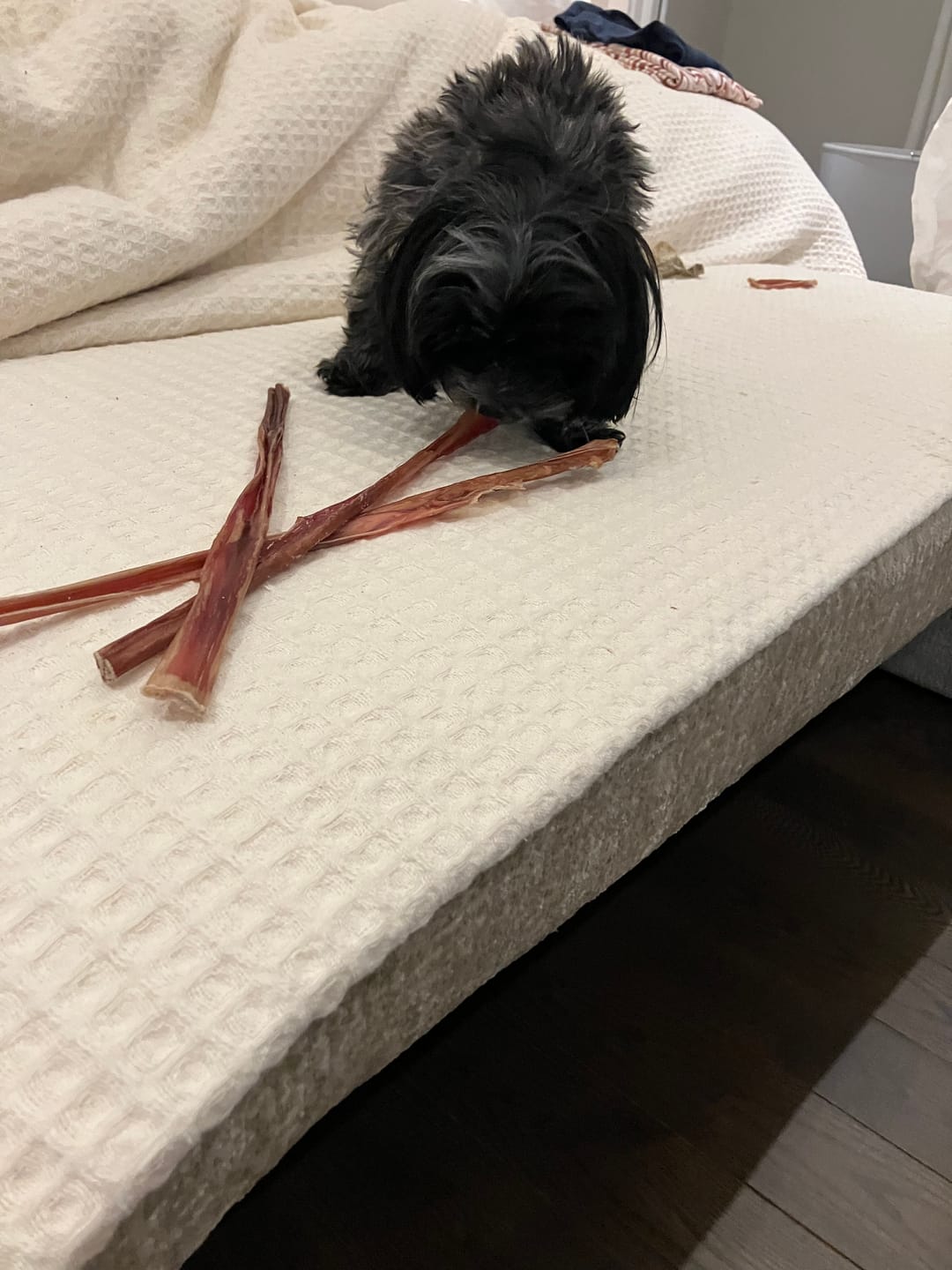 Customer photo review of Vrac Nature's Own - Steer Bully Stick 12'' (10 morceaux)