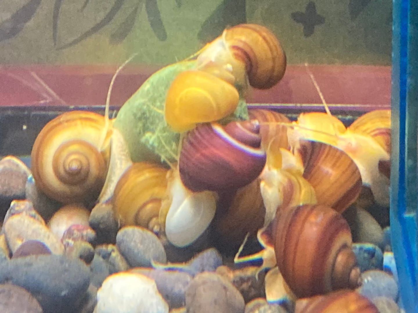 Customer photo review of Albino Mystery Snail