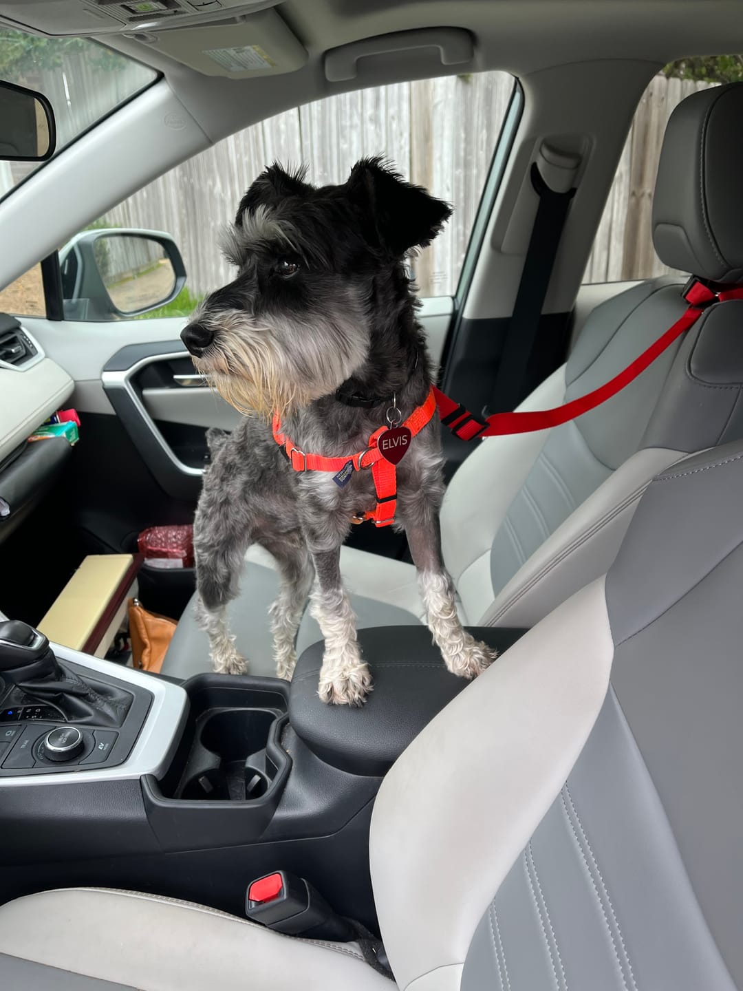Customer photo review of 2 Pack Headrest Car Dog Safety Seatbelt