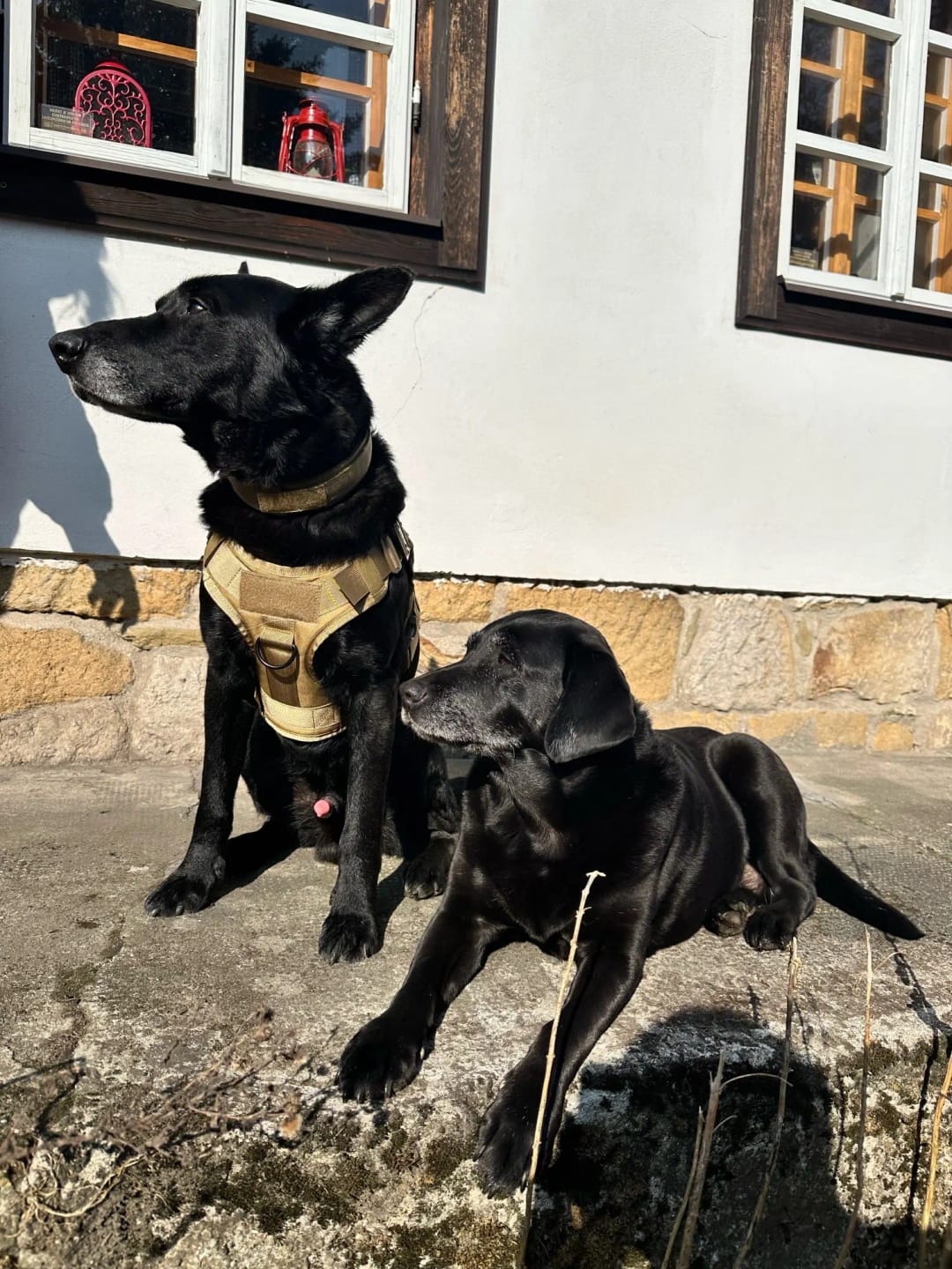 Customer photo review of Military Large Dog Tactical Harness Training Pet Vest