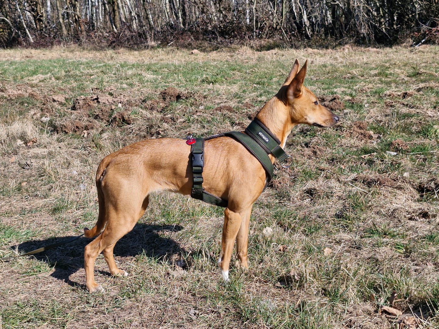 Customer photo review of Windhundgeschirr FUN "Mountain Green"
