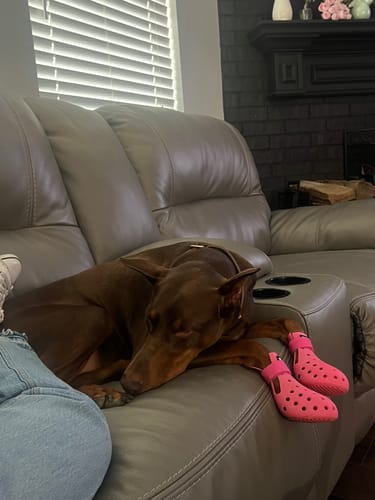 Customer photo review of WagWellies® Mojave