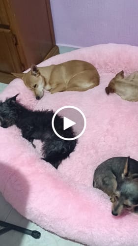 Customer video review of Cama Antiestrés para Perros