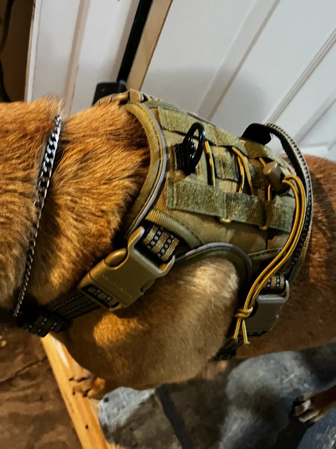 Customer photo review of Tactical Adjustable Breathable Dog Harness for Medium Large Dog