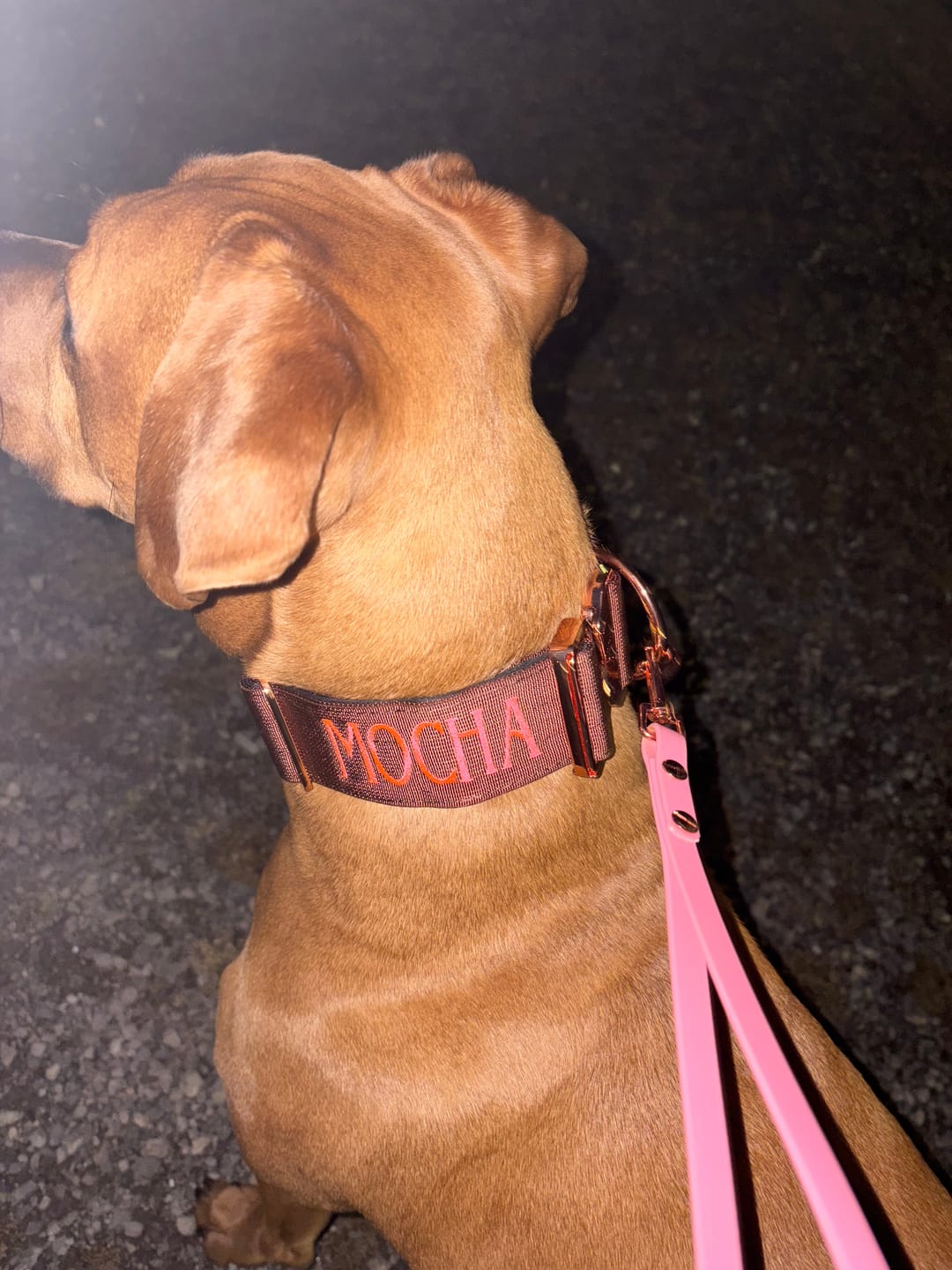 Customer photo review of 2" Tacti Luxe Dog Collar - Rose Gold - Chocolate