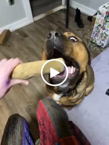 Customer video review of Large Coffee Wood Dog Chew for Dogs Above 50 LBS