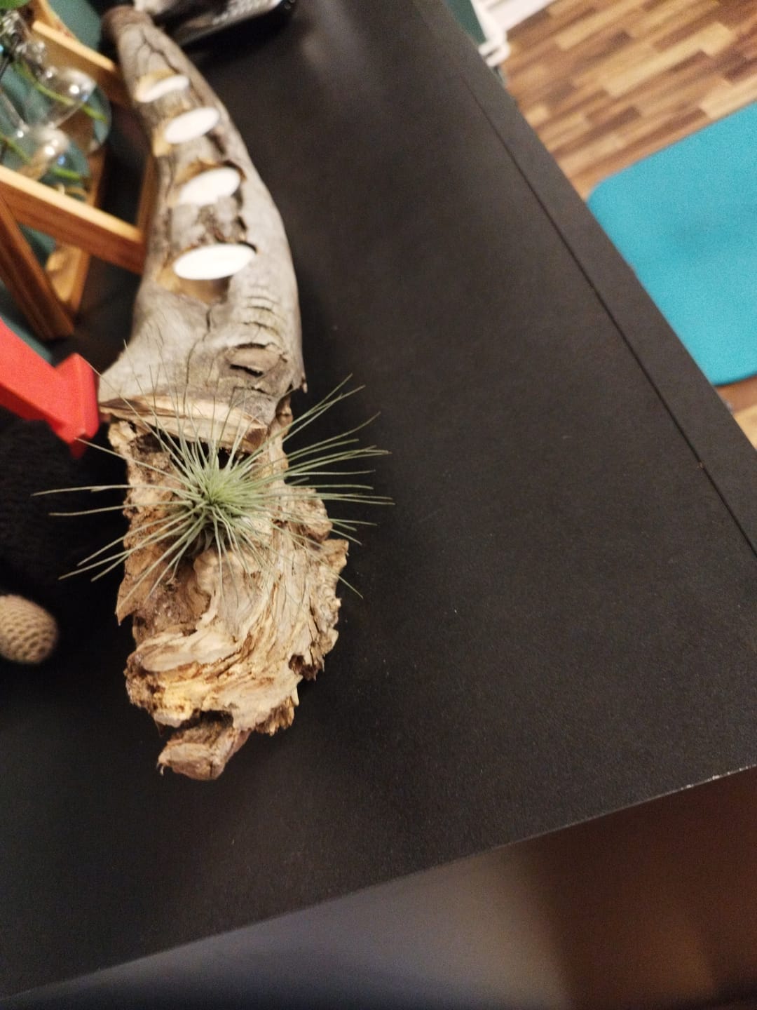 Customer photo review of Tillandsia argentea