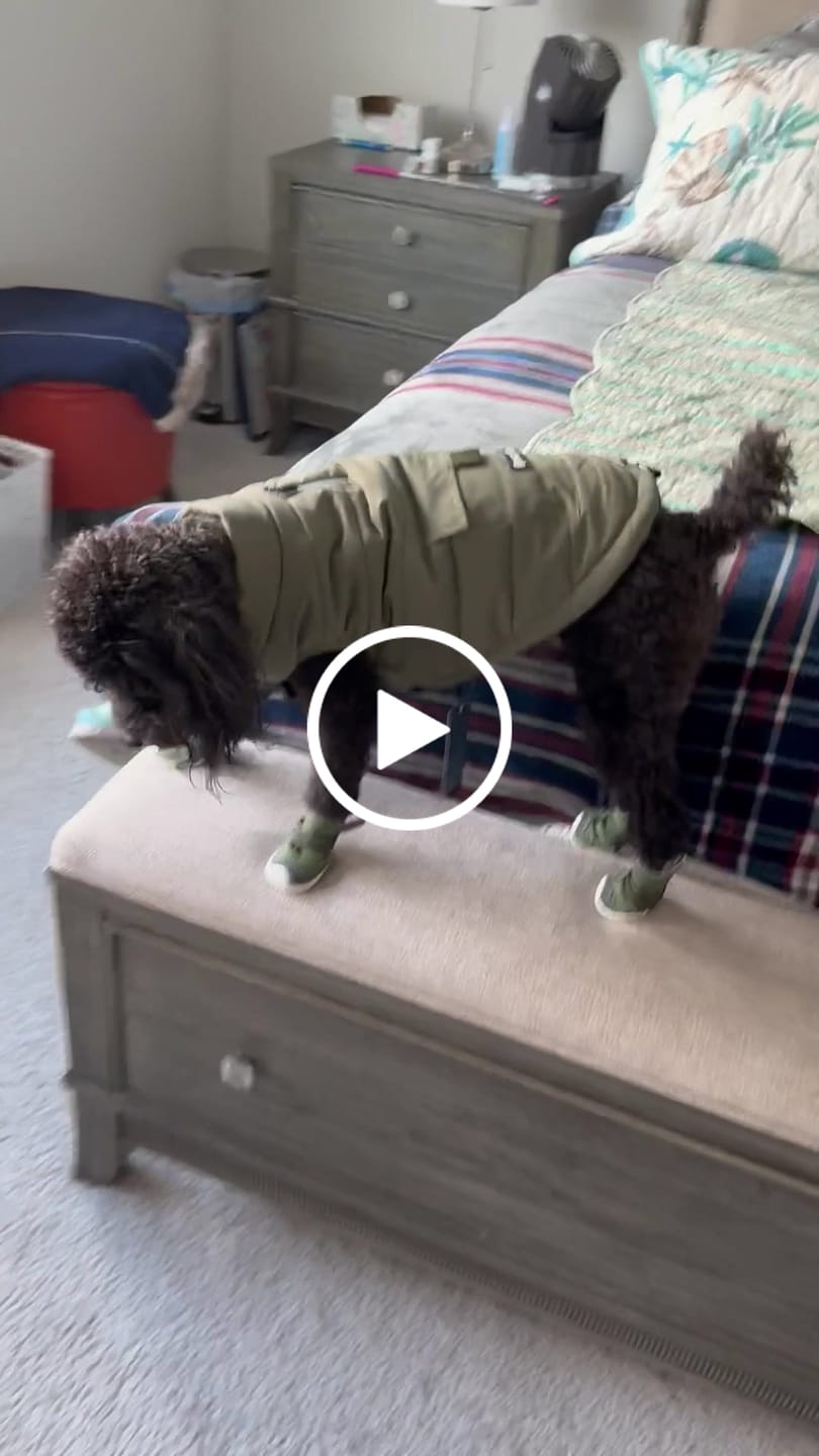Customer video review of Flex Shell Waterproof Dog Boots - Green