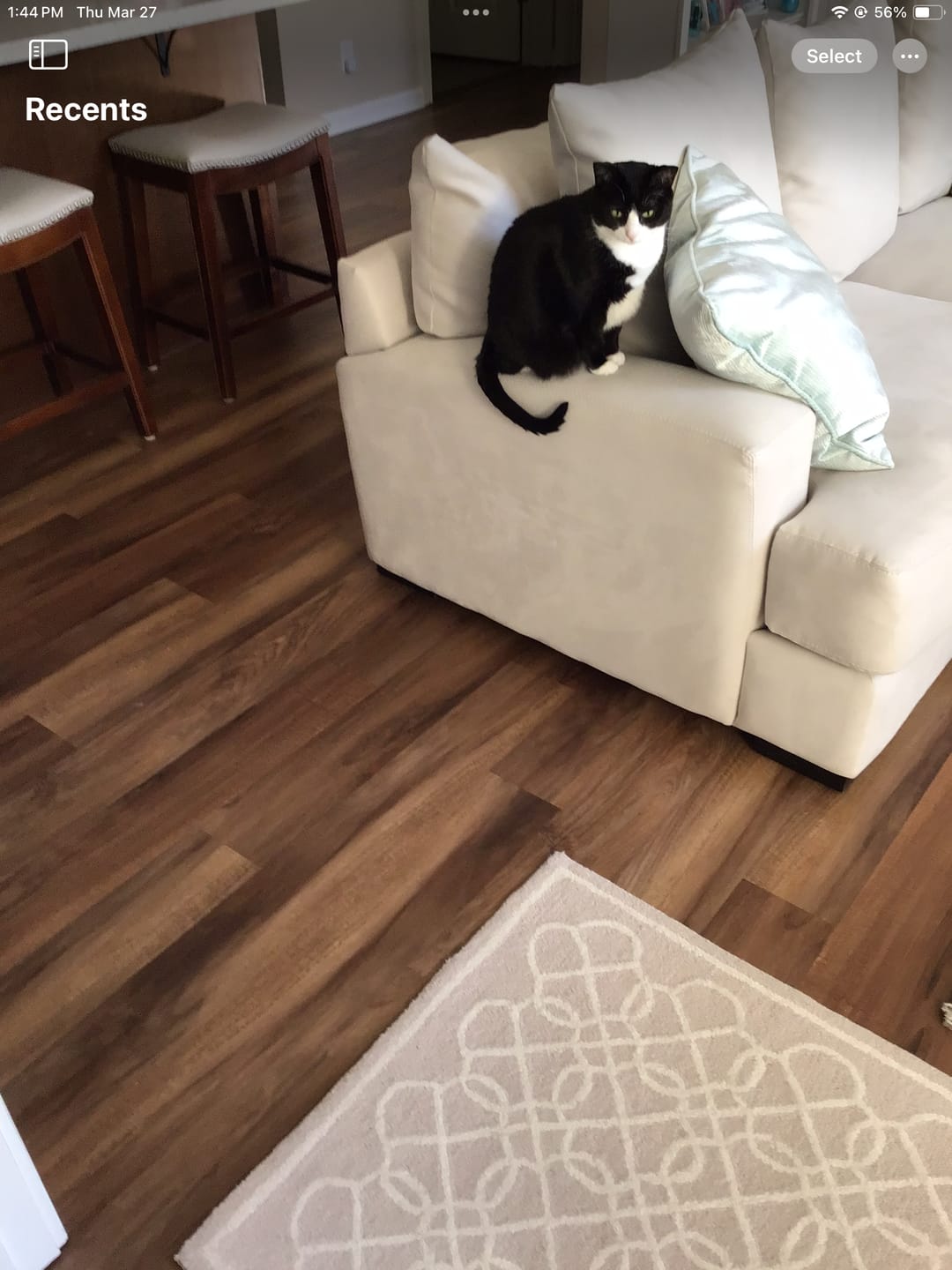 Customer photo review of Cat Hair Removal Massaging Shell Comb