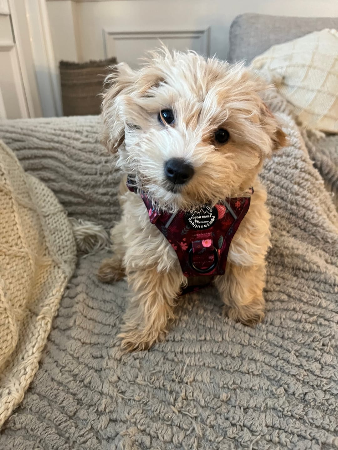 Customer photo review of Tough Trails™ Harness - Mable's Meadow