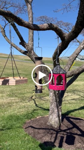 Customer video review of Medium Sunflower Hearts