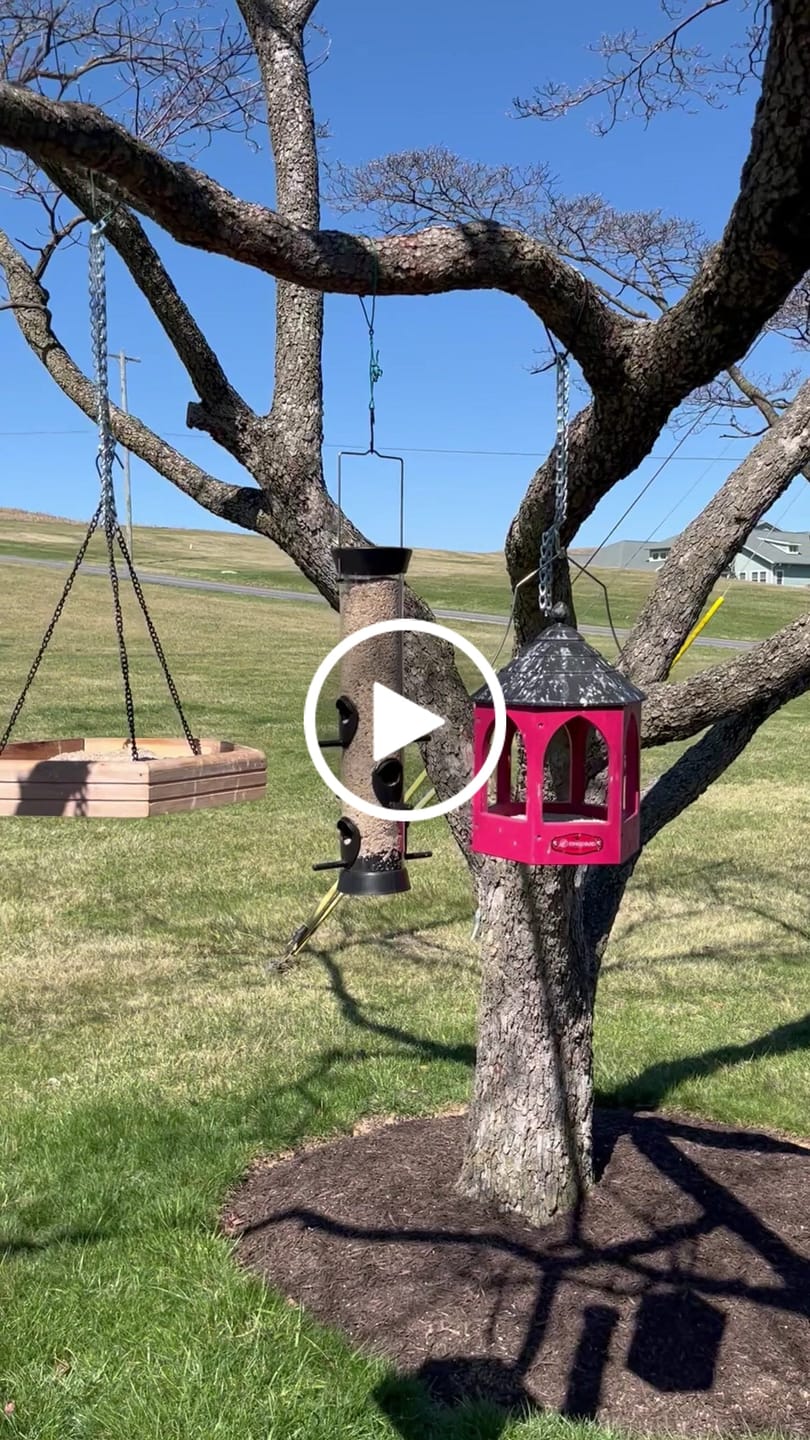 Customer video review of Medium Sunflower Hearts