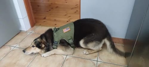 Customer photo review of Military Large Dog Tactical Harness Training Pet Vest