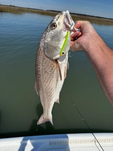 Customer photo review of Paul Brown's Original Series - Fatboy (Multiple Colors)