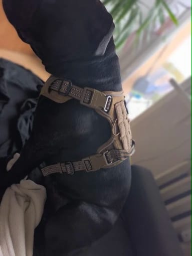 Customer photo review of Tactical Adjustable Breathable Dog Harness for Medium Large Dog