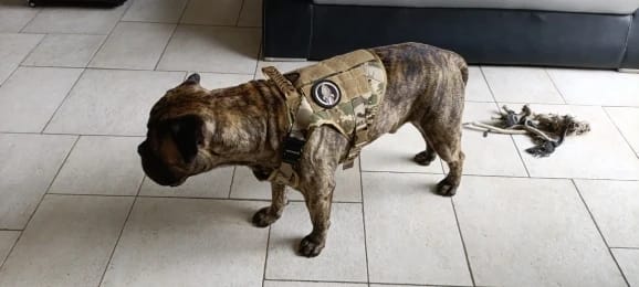 Customer photo review of Military Large Dog Tactical Harness Training Pet Vest