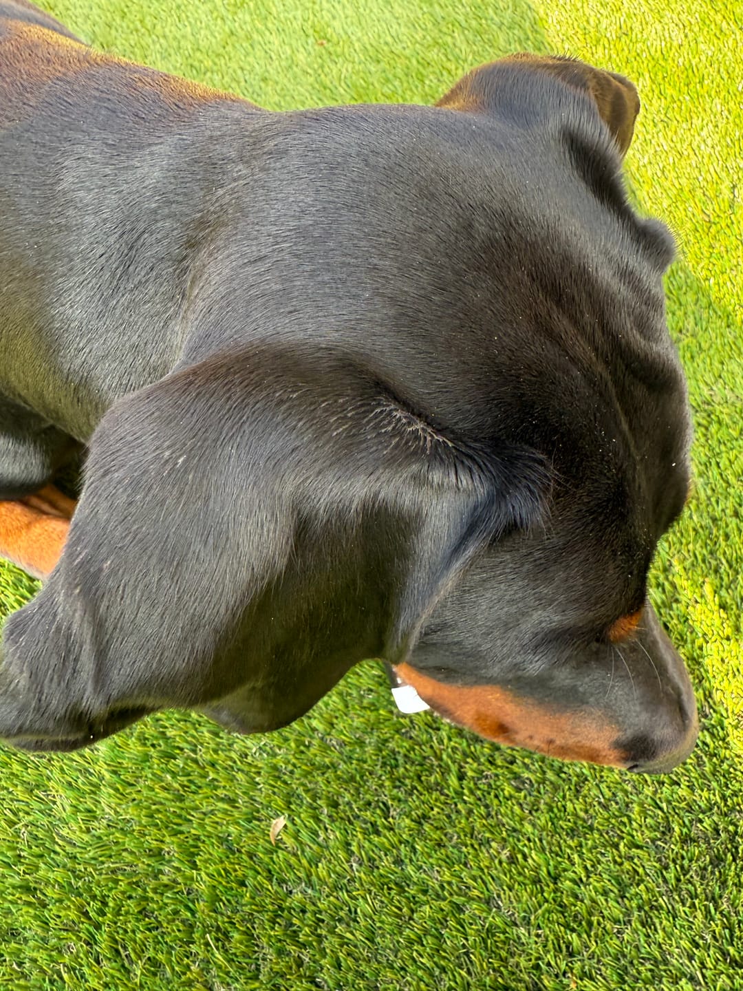 Customer photo review of Flea & Tick Spray with Neem Oil for Dogs & Cats