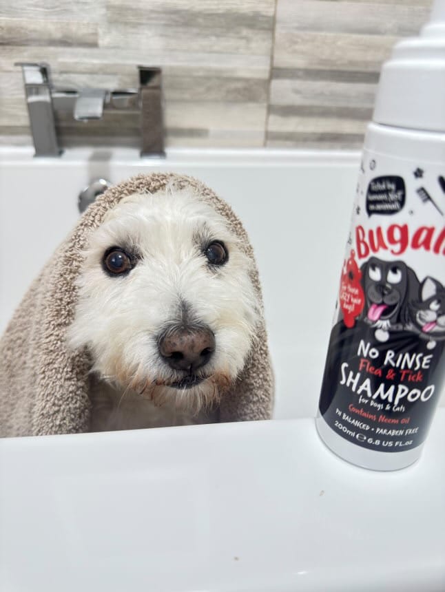 Customer photo review of Flea & Tick No Rinse Shampoo for Dogs & Cats