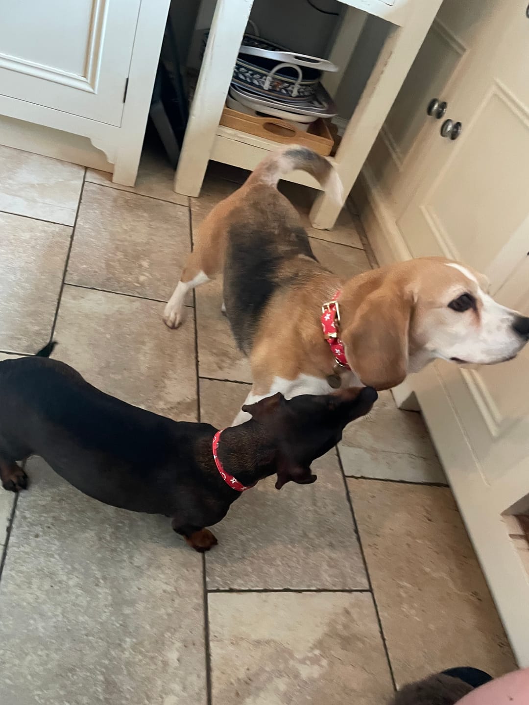 Customer photo review of Premium Vintage Leather Dog Collar