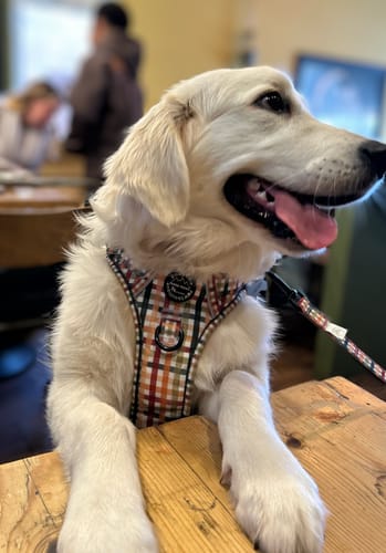 Customer photo review of Tough Trails™ Harness - Plaid Pup