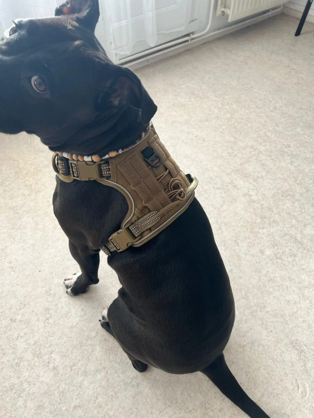 Customer photo review of Tactical Adjustable Breathable Dog Harness for Medium Large Dog